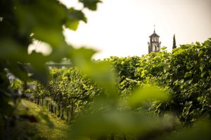 pari-wine-img-14-scaled